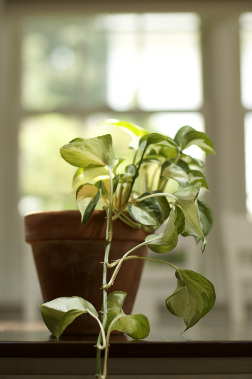 Image of a plant in front of window for blog post helping business owners feel grounded.